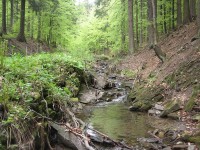 Obr.2  Přirozené skalnaté splávky v říčce tekoucí podél lesní cesty by mohly být ideální pro odchov plůdku pstruha