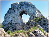 Okiennik Wielki w Piasecznie