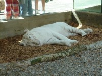 bílá tygřice odpočívá