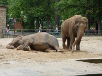 sloní pohoda