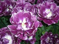 a zase tulipány