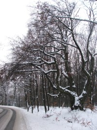 Strom splněných přání - památný Jilm