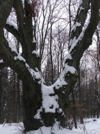 Strom splněných přání - památný jilm