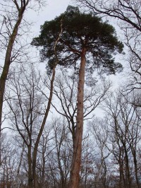 Mohutné památné stromy v kerském polesí - borovice Krásná Pepina