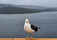 Na palubě trajektu i v podpalubí pilně doplňujeme tekutiny, občas něco sníme, rozhlížíme se, chytáme bronz, a nakonec uleháme ke spánku. To vše celkem 20 hodin. Taková dálka to je do Osla.