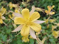 Trondheim je třetí největší město Norska a historické, náboženské a technologické místem Norského království, ale především městem univerzitním.