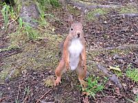 Já jsem Veverka z Trondheimu a jak se jmenuješ Ty?