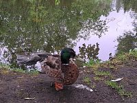 Koukám, že jste z té veverky „paf“! A co já? Nelíbím se vám snad?