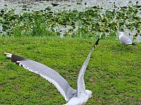 Souboj dopadl dobře, přežili oba.