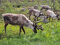 Zdejší sob však není obyčejný jelen, nýbrž arktický hrdina zvládající místní extrémní podmínky.