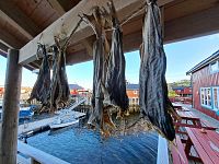 Jak se z lofotské arktické tresky stává sušená treska lofotská, to se lze dozvědět v Tørrfiskmuseum.