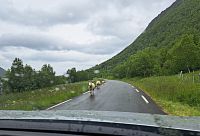 Právě se píše další kapitola našeho setkání s místní faunou. Potkáváme účastníky silničního provozu, kteří jsou přesvědčení, že mají absolutní přednost.