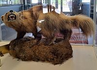 Na železniční stanici v Narviku potkáváme rosomáka, který ale nevypadá zrovna kamarádsky.