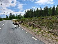 Podle chování rozeznáváme dva odlišné typy. Jedni plaše prchají. Druzí jsou pravým opakem. Rozvážně se procházejí po silnici s hlavou pootočenou k autům. Nikam nespěchají. Průjezd uvolní teprve, až uznají za vhodné.