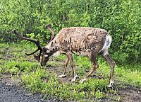 Obrázky z Norska a Švédska a půlnoční slunce posedmé