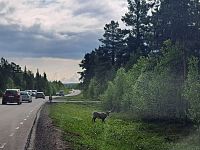 Sobů i losů je několik druhů a poznat někdy, jaké zvířátko jsme viděli, není vůbec jednoduché.