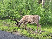 Losy ohrnují někdy nosy, sobi se zase občas zlobí.