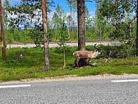 Jsou všude. Člověk musí přizpůsobit rychlost a většinou úplně zastavit. Poté chvíli počkat, až se stádo se rozdělí, aby mohl projet. Čekání je to ale tuze zajímavé. Člověk neví, zda fotografovat, točit video nebo se jenom dívat.