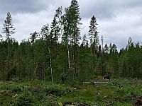 Nejsou moc vidět. Když to více přiblížím, tak už je fotografie rozmazaná. Jsme přesvědčení, že vidíme samice od losa. Ty jsou bez paroží a tuze plaché.