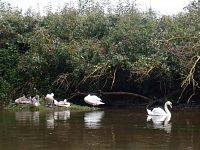 Labuťák hlídaje svou rodinu, nás bedlivě pozoruje, ale nakonec jsme patrně zařazeni do kategorie slušných vodáků, jelikož nezaútočil.
