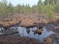 Prameniště, rašeliniště, potůčky, bystřiny, říčky i řeky. Šumava, významná pramenná oblast, rozdává vodu do velké části Evropy.