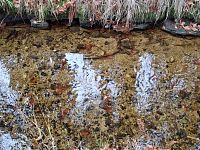 Když prší, tak si mohou dešťové kapky vybrat, kam se vydají. Buď do Černého nebo Severního moře.