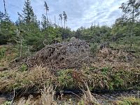 V klidu se procházím, šumavským lesem šumivým.