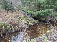 …rokyt cyprišovitý, ploník ztenčený a obecný, játrovka, rašeliník, metlička křivolaká, třtina chloupkatá nebo kapraď rozložená...