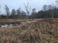 Šumava dnes šumí, jak nejlépe umí.