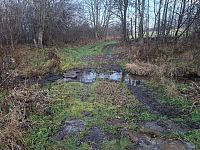 Na počátek mladších čtvrtohor přišla prudká klimatická změna, která způsobila ústup ledovců a nastal vývoj šumavských porostů.