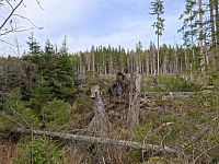 Cesta podél Koňského potoka.