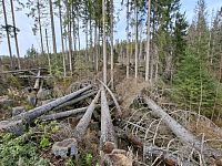 Cesta podél Koňského potoka.