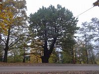 Svatováclavský dub