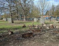 Obrázky z neněmeckého Mnichova a restaurace Königlicher Hirschgarten