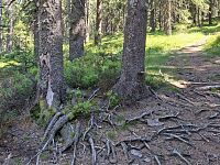 Zda jsme překročili bludný kořen, neřešíme, jelikož díky Láďově navigaci jdeme pokaždé bezchybně k cíli.