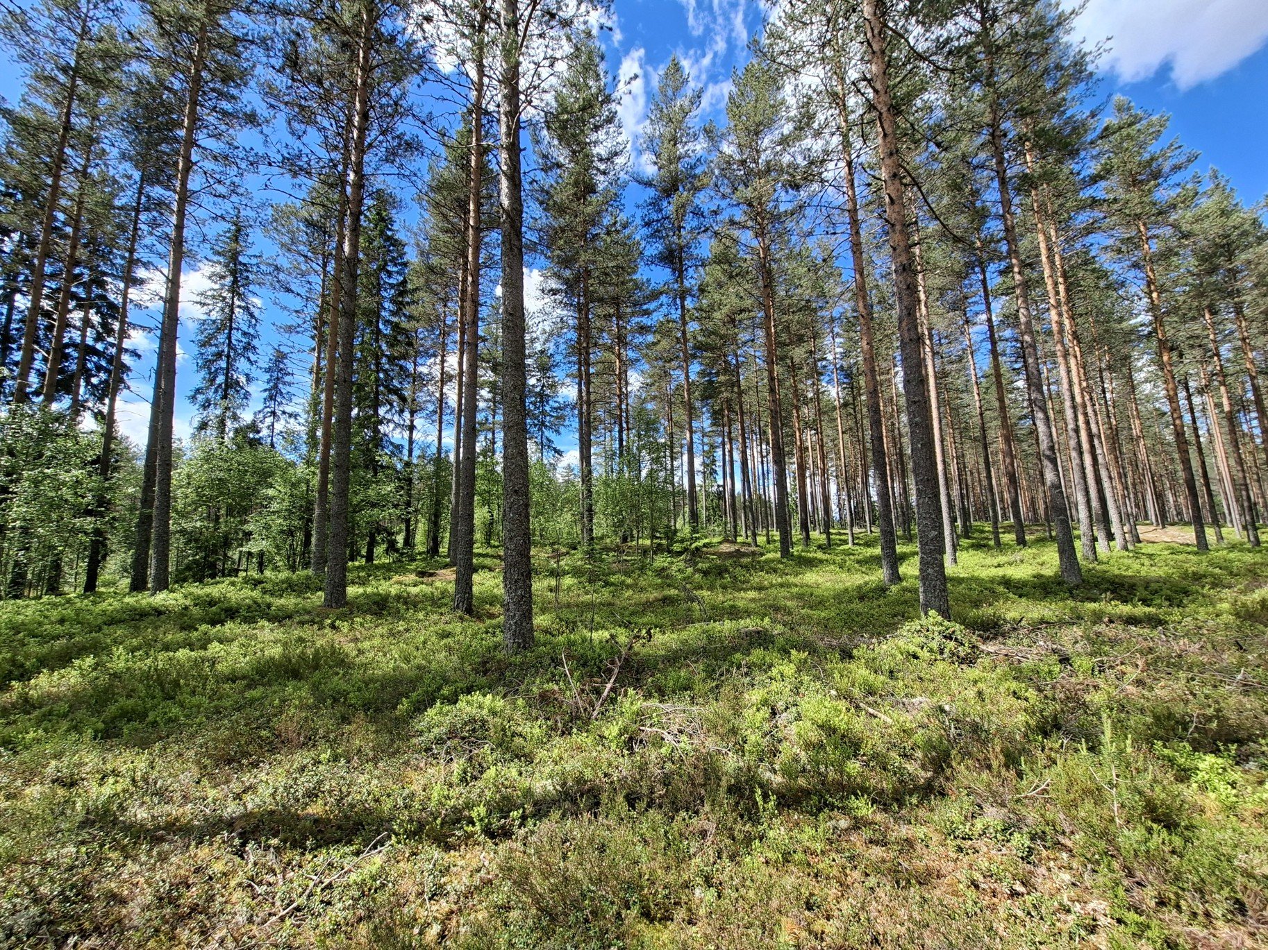 Obrázky nejenom z Laponska – tundra a tajga v Norsku