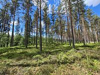 Obrázky nejenom z Laponska – tundra a tajga v Norsku