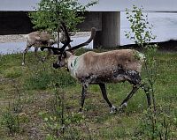 Obrázky nejenom z Laponska – Sami most v Utsjoki ve Finsku