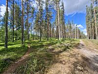 Po čase začnou lesy řídnout a vzrostlé stromy nahradí drobné stromky, keříky, mechy a lišejníky. Krajině začne pomalu a jistě dominovat tundra, podnebné pásmo, které se nachází mezi tajgou a trvale zaledněnými polárními končinami.