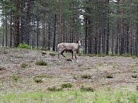 Jak jsme řekli, tak se stalo. Ostatně už je na čase potkat našeho letošního prvního soba. V tomto případě se jedná o samotáře nebo průzkumníka.