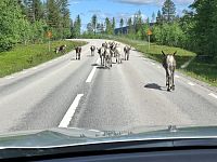 Liduprázdnou krajinu švédského Laponska charakterizují větrem ošlehané pláně, blankytná jezera, divoké říčky a téměř nekonečné, především březové lesy plné vřesu, borůvčí a sobích stád.