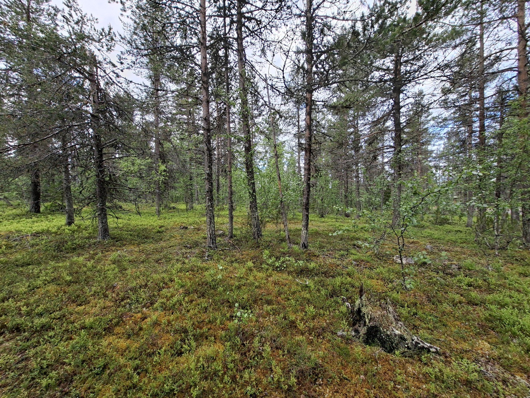 Devatenáct chutí Laponska podeváté