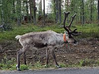 Těm asi komáři nevadí.