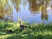 Hupisaaret, zajímavý veřejný městský park.