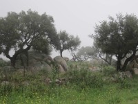 Sardinie – korkové duby