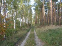 cesta lesem od Stéblové