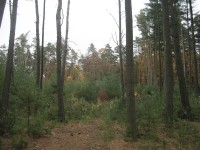 čeperský les