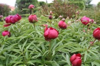 Paeonia´Early Scout´- www.fotogaleriezahrad.cz