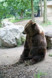 Medvědi Beroun- Matěj 2