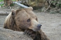Medvědi Beroun- Matěj